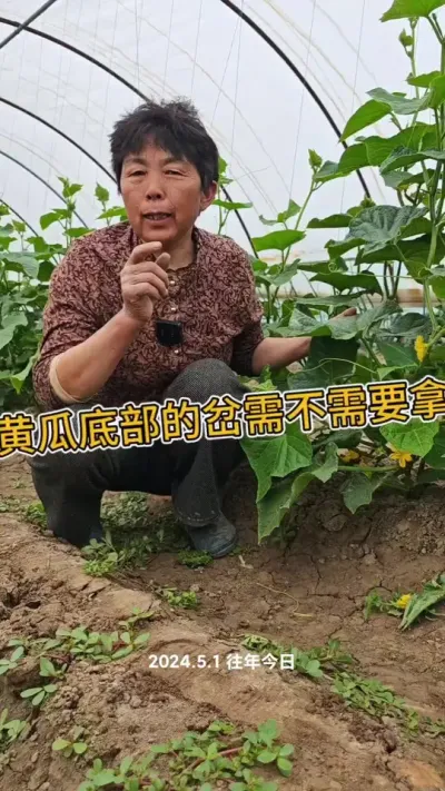 黄瓜管理小技巧，黄瓜打叉管理#三农 #黄瓜管理#黄瓜#蔬菜种植#蔬菜杨大姐@DOU+上热门 @抖音创作小助手 @DOU+小助手