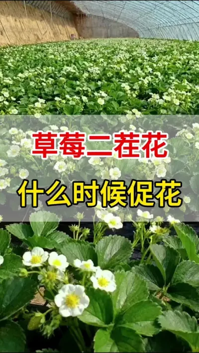 ݮ绨ʲôʱٻ֪ô#ѿֽ#ݮٻ#