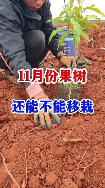 11 ·ݹԵҪҪôɻʸ߻ú#ݪֲ #԰ # #ũҵݪֲ #߲