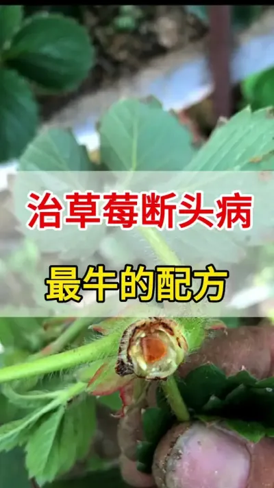 教你一个高招，草莓空心断头病彻底搞定#三农#空心断头#角斑