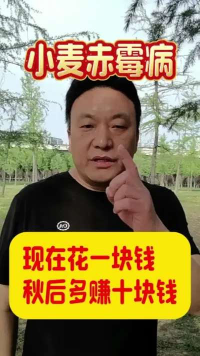 现在花一块钱防治赤霉病，秋后多赚十块钱。#小麦赤霉病防治 #小麦管理