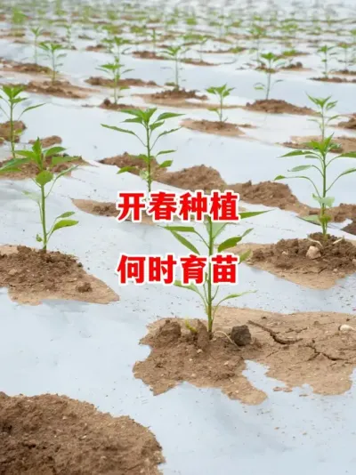 ʱ#ݪֲ # #С #߽ #ũ2025