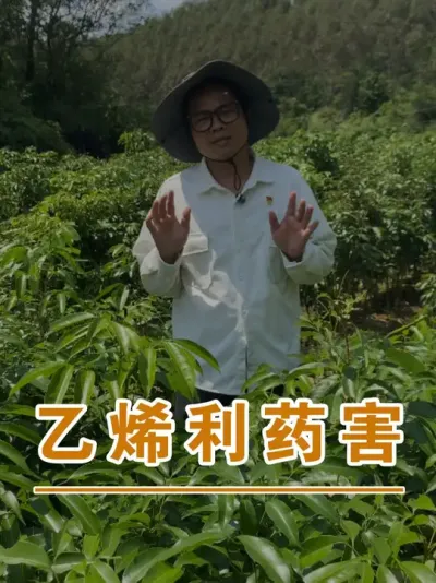 喷乙烯利过浓怎么解？#广西灵山荔枝果苗#农业创业#抖音新农人计划2025#吕老师种果苗#荔枝种植管理技术@吕老师