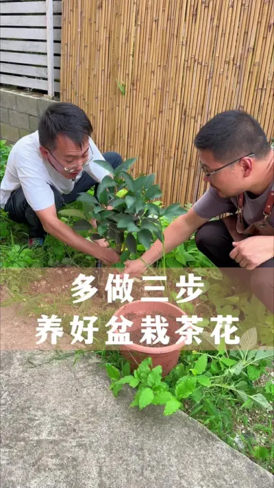 �����������������Բ軨#�軨 #������ֲ #����С֪ʶ