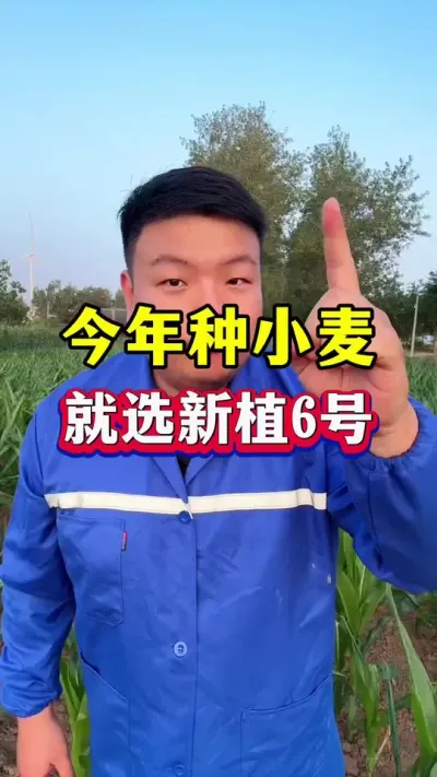 Сѡֲ6ţ #Сݪֲ #С߲Ʒ #ݪֲС #СƷѡ #ֲ6