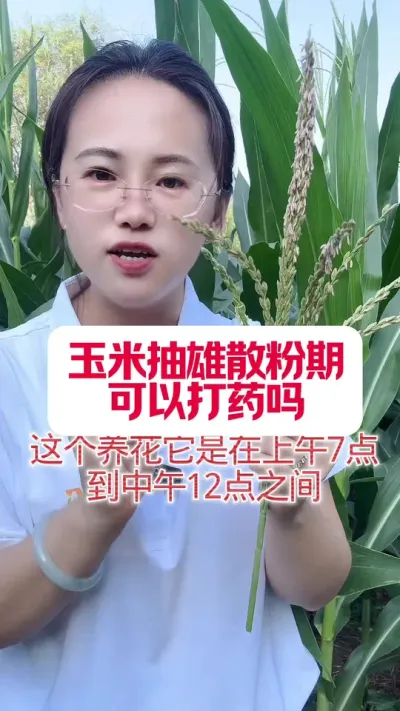 ׳ɢܴҩ #ũҵݪֲ #߲ #ũҵݪֲ #ũ֧ũ #ݪֲС