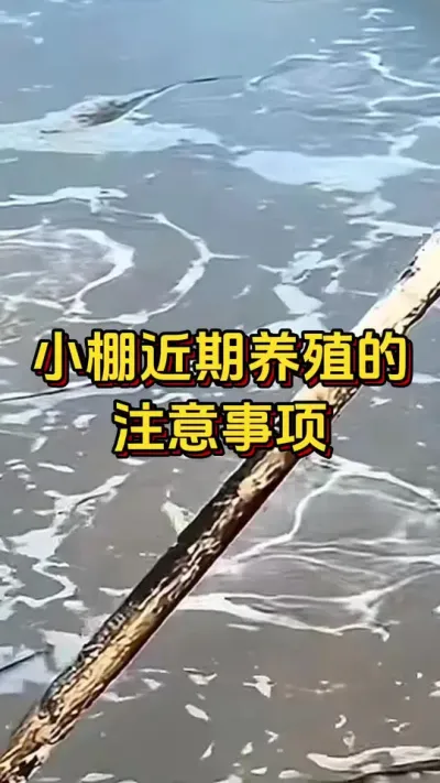 #李新聊对虾#嘉骏新水产#南美白对虾#小棚虾#嘉甘宁