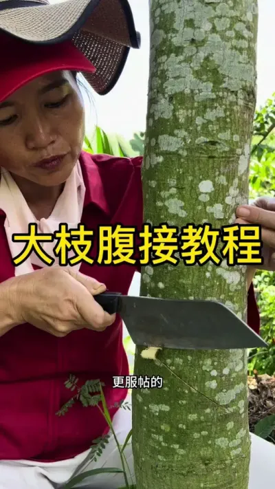 ֦ӽ̳#޽ #dou㶫 #ũ2025 #ѧũ