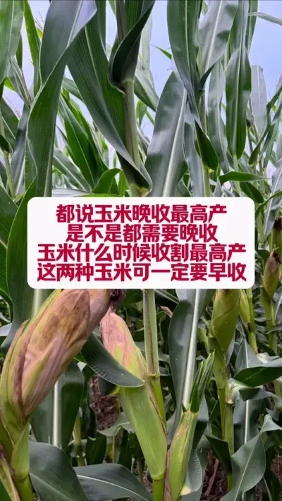 ʲôʱո߲ #ũҵݪֲ #߲ #ũ֧ũ #ũҵƹ #ݪֲ