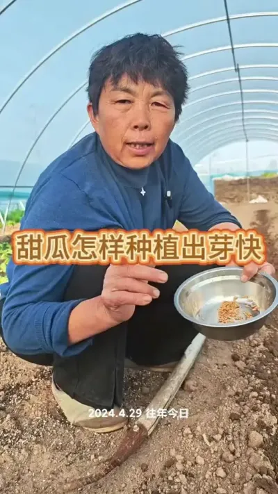 甜瓜怎样直播出的快#甜瓜种植#三农#甜瓜#蔬菜杨大姐@DOU+上热门 @抖音创作小助手 @DOU+小助手