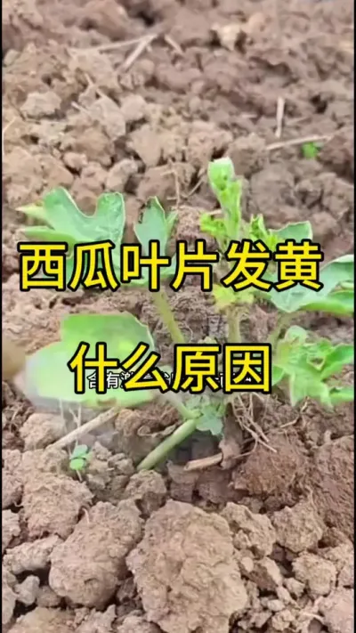 #抖音助农扶农 #抖音扶农