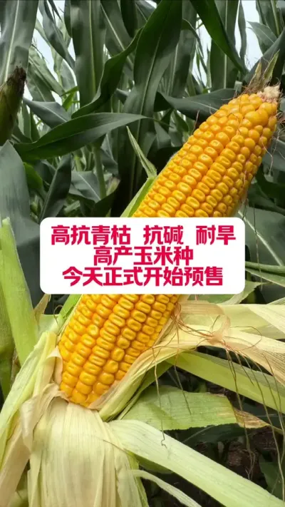 ƽԷ767ʽԤ #ũҵ֪ʶ #ũƷ  #ũũ #ũҵݪֲ #ũݪֲ