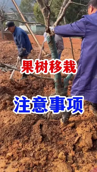 ʧԭЩϸûã#ݪֲ #԰ # #ũҵݪֲ #߲