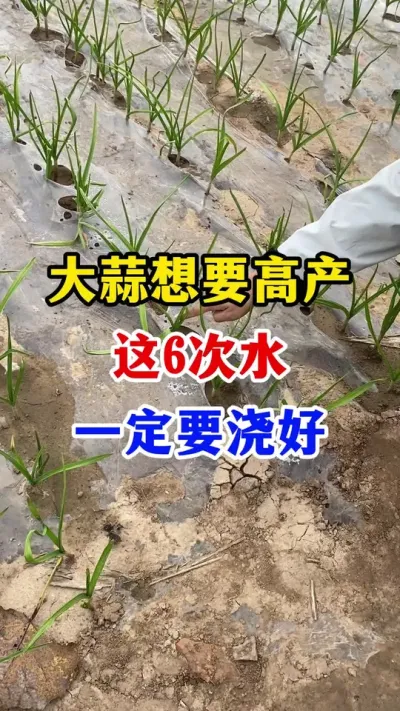 #ݪֲ#⽽ˮ##߲#ũҵݪֲ