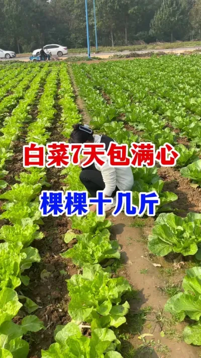 #ײݪֲ#ײ˰#ײ˹#ײ˸߲#߲ݪֲ