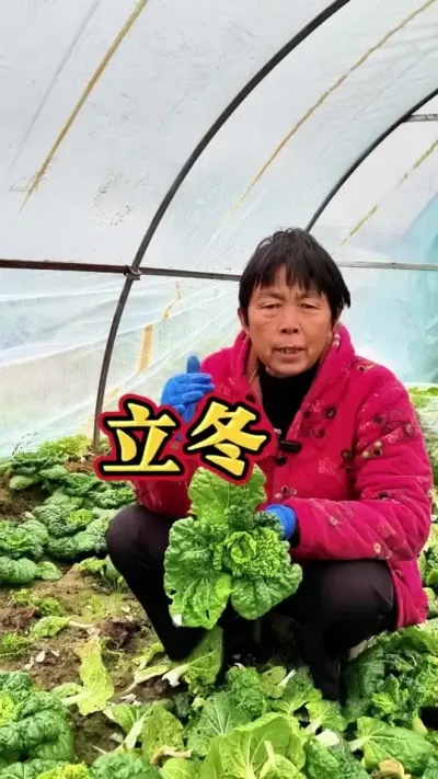 立冬了，能越冬的蔬菜现在种植不搭棚年前也吃不上啦#三农 #立冬 #二十四节气之立冬 #蔬菜种植 #蔬菜杨大姐 @DOU+上热门 @DOU+小助手 @抖音创作小助手