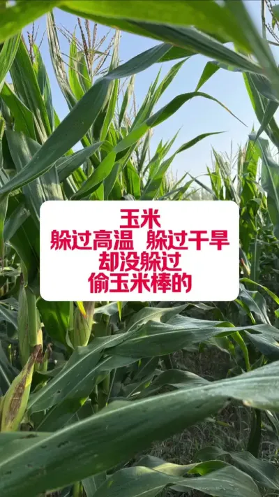 ҵ׶û #ũҵݪֲ #ũ #ũ #ũ #ũ