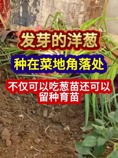 ѿڲ˵ؽ䴦ԳԴ绹 #ݪֲ #ũҵݪֲ #ݪֲС #ũ #ũҵ֪ʶũ