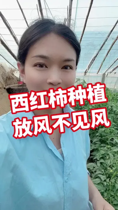 #西红柿种植 #记录我的种植生活 #大棚种植  小黄车下单@抖音小助手