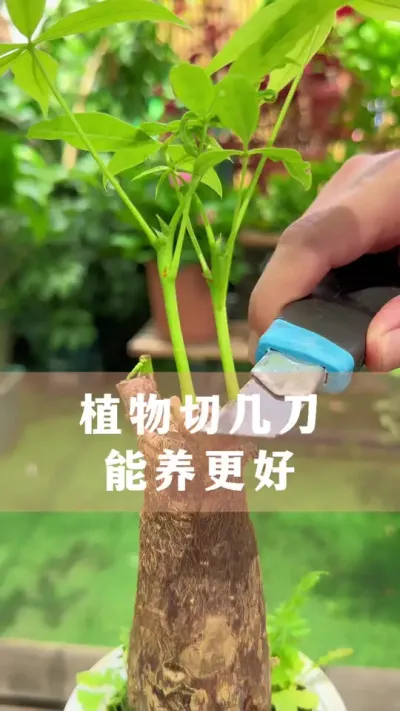 ����ֲ���õ���һ������������#������ֲ #����С֪ʶ #������������