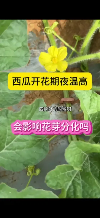 #ũҵݪֲ #ũҵ #ũҵƹ