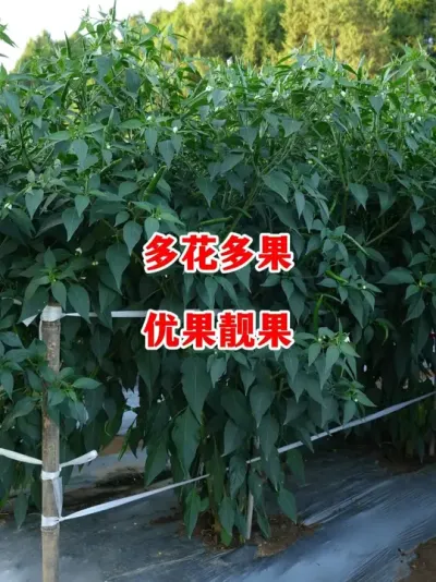 ŻЧù#ݪֲ # #С #߽ #ũ2025