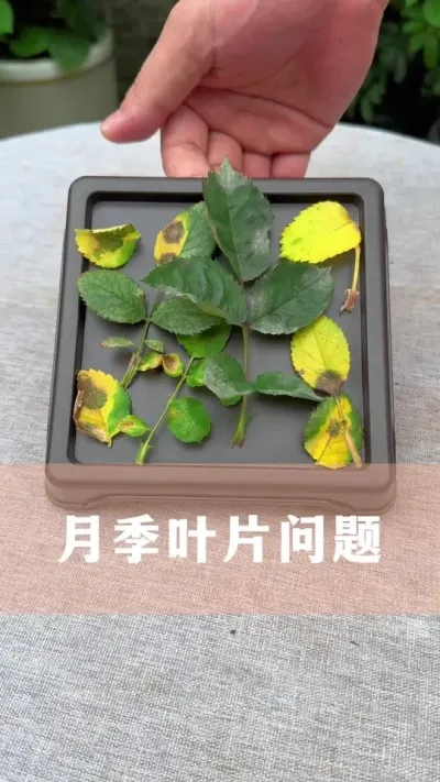 想要养好月季，要认得这些常见叶片问题#月季 #花卉绿植 #养花小知识
