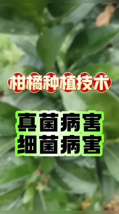 #������ ����ݪֲ�������������ϸ������������ #ũҵݪֲ #������ũ�� #����ݪֲ #��԰����