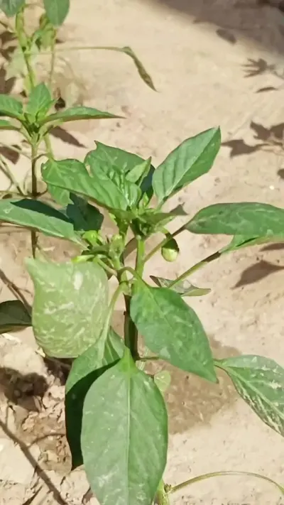 #ũҵݪֲ #����ݪֲ  #��ũ