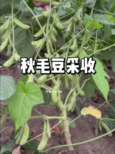 ĵһëһժһ #ũ #ֲ