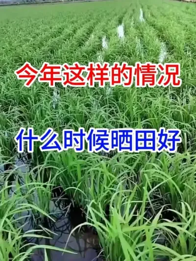 ��������������ʲôʱ��ɹ����� #ũҵݪֲ����   #����ũҵ֪ʶ��ũ����������   #��ע����ˮ���������� #������