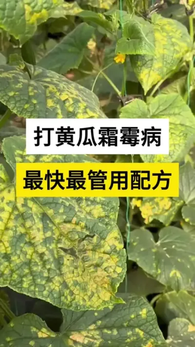 ƹ˪ù䷽ #ƹ #ƹݪֲ #ƹ˪ù #˪ù #ũ