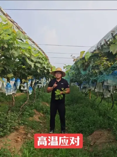 Ӧ һЩҪԤ͸#ݪֲ #Ѹ #ѹ #ݪֲ