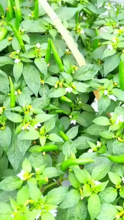 #三农 #辣椒种植技术 #农业技术 #病虫害防治