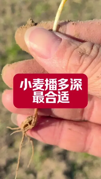 ʪС󲥶 #ũ #ũ #ݪֲС #ũҵݪֲ