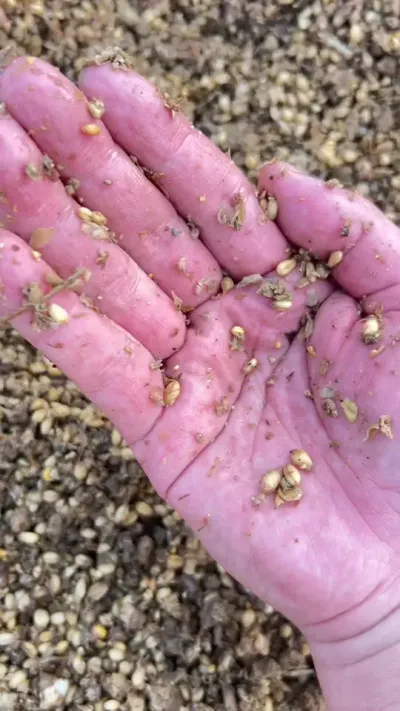 ǾеĻڶҪϸڵذѿء #Ǿ#Ǿݪֲ #ǾӪ # #