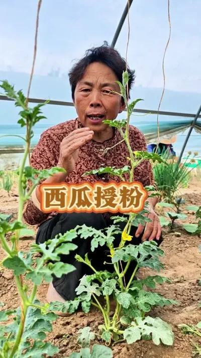 西瓜公花母花的区分，西瓜怎样授粉#三农 #西瓜 #西瓜管理 #西瓜授粉 #蔬菜杨大姐 @DOU+上热门@抖音创作小助手 @DOU+小助手
