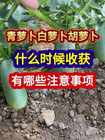 ܲܲܲʲôʱջЩע #ܲݪֲ #ũҵݪֲ #ݪֲС #ũ #ũҵ֪ʶũ