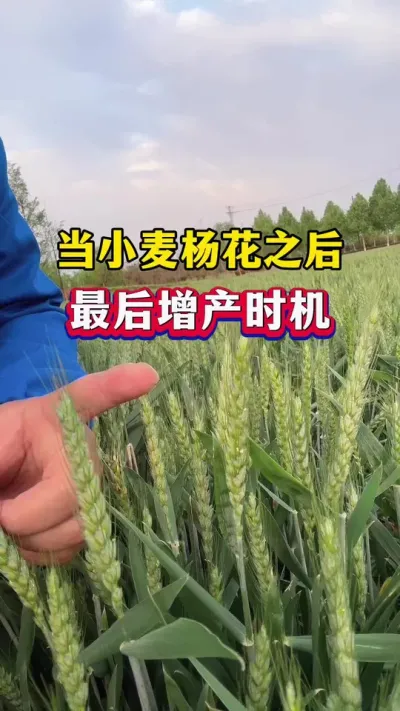 当小麦杨花之后，最后的增产时机！ #小麦种植 #小麦膨大剂 #种植小技巧 #小麦高产技术