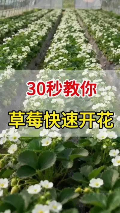 ݮٻһҪ㶨#ٻ#ũ#ѿֽ#