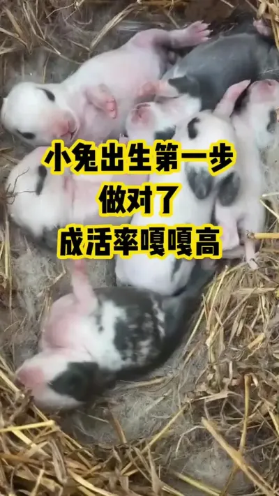 小兔出生第一步，做对了，成活率嘎嘎高#抖音三农#养殖#养兔