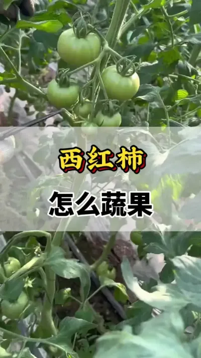 ô߹#ũҵݪֲ #ũҵݪֲ  #ݪֲ #ũ #