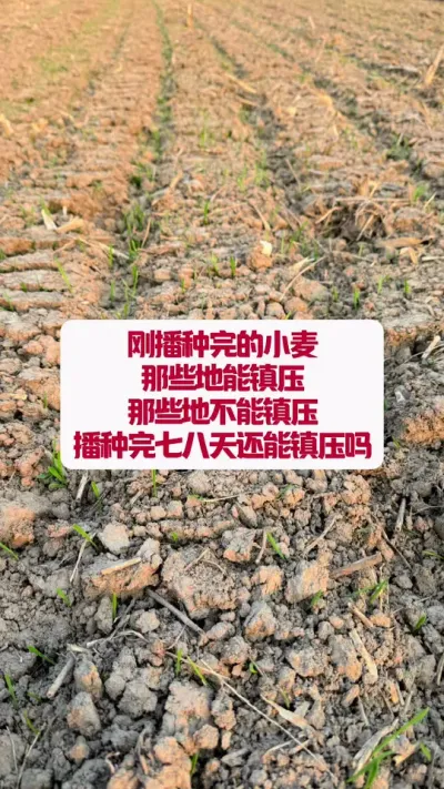 Сѹ6ϵĻѹ #ũݪֲ #ũ #ũֵ