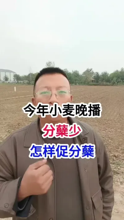 今年小麦晚播，分蘖少，怎样促分蘖 今年小麦晚播，分蘖少，怎样促分蘖#小麦种植 #小麦种植管理技术 #马哥聊农业 #小麦高产技术 #小麦高产