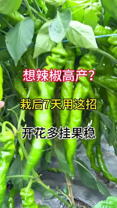 #ũ #ݪֲ #ũҵݪֲ Ҫ߲Ժ7Żҹ