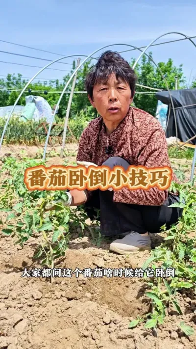 番茄高脚苗不要怕#三农 #番茄 #西红柿 #高脚苗怎么办 #蔬菜杨大姐 @抖音创作小助手 @DOU+小助手 @DOU+上热门