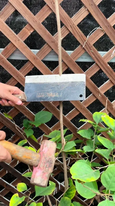 ԹֿҪ#ݪֲС #С֪ʶ #ֲ