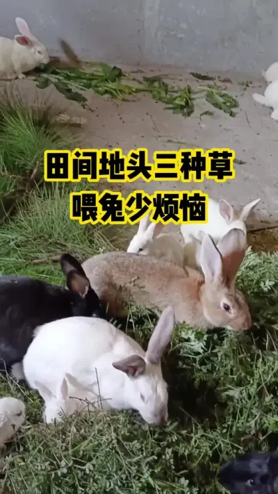 田间地头三种，喂兔没烦恼#抖音三农#养鹅#养殖