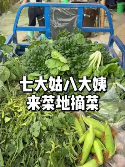 七大姑八大姨来菜地摘菜，顺便把红薯挖了 #三农 #种菜 #蔬菜种植