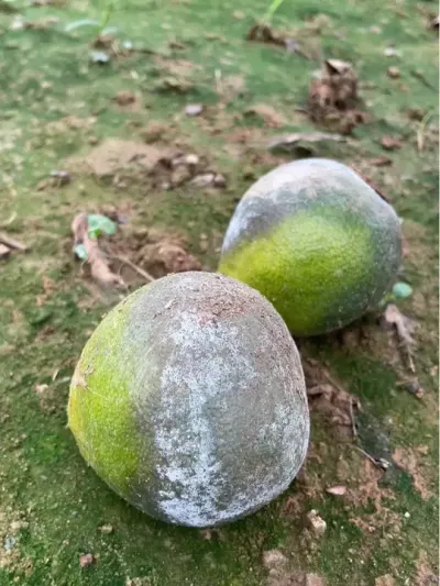 ùҪע԰#ũ #԰ #ũ #ũ #ũ